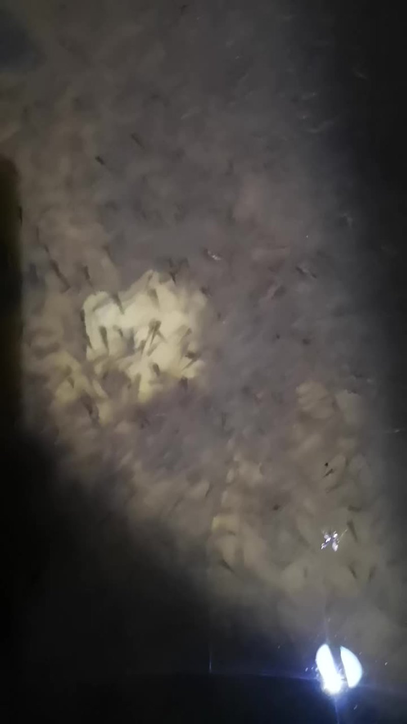 彭泽鲫鱼苗