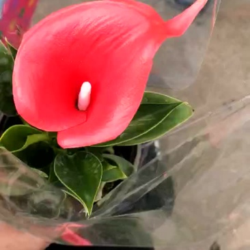 彩色马蹄莲