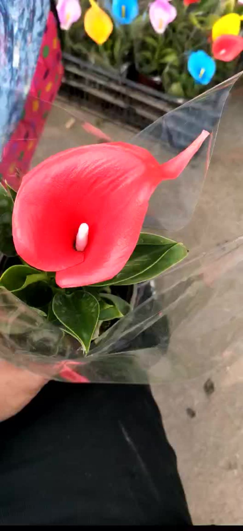 彩色马蹄莲