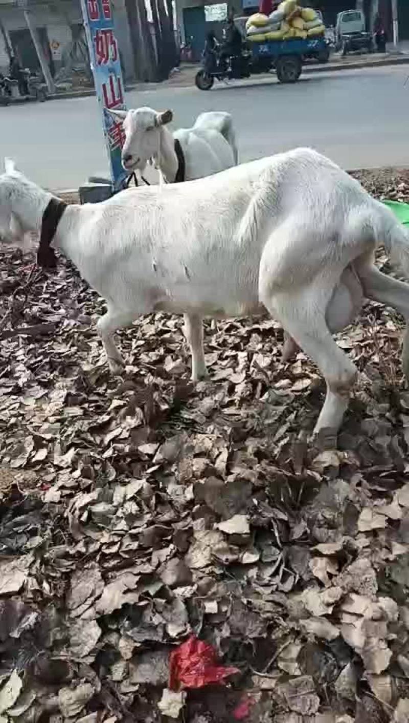 出售萨能奶山羊红鹿奶山羊