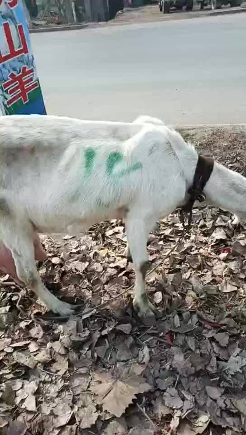 出售萨能奶山羊红鹿奶山羊