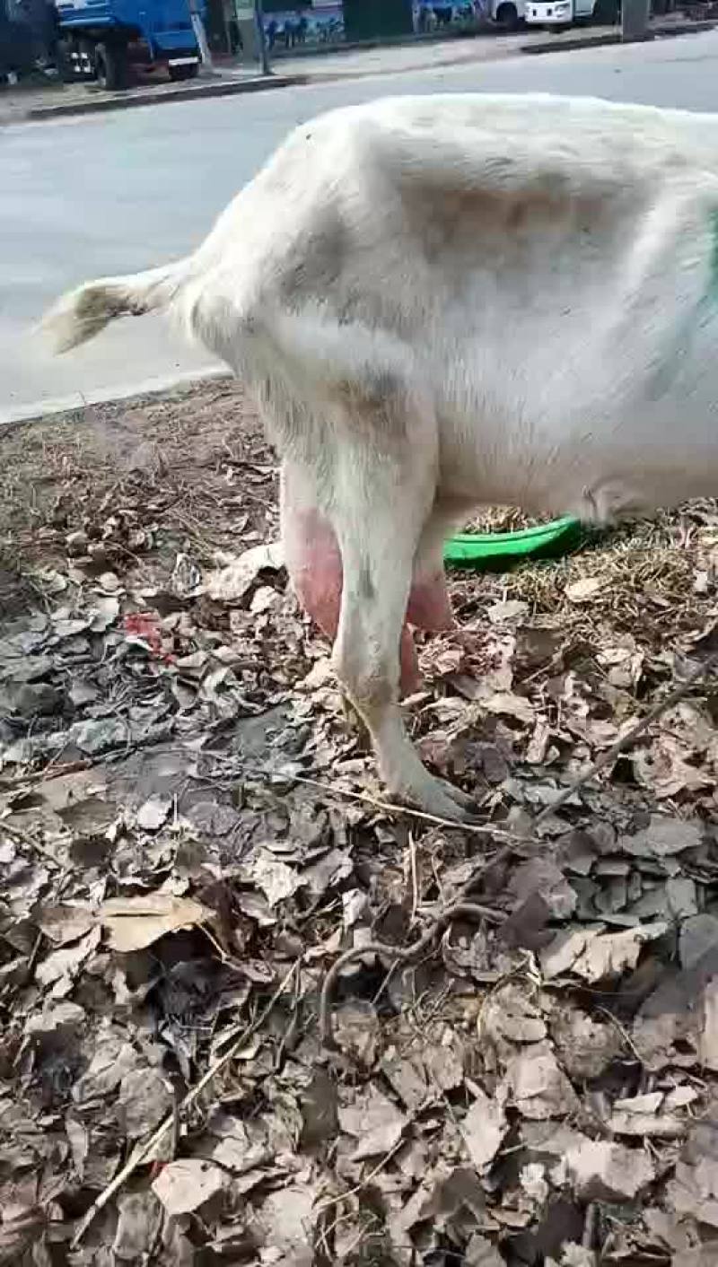 出售萨能奶山羊红鹿奶山羊