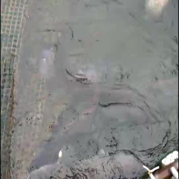 大口鲶，