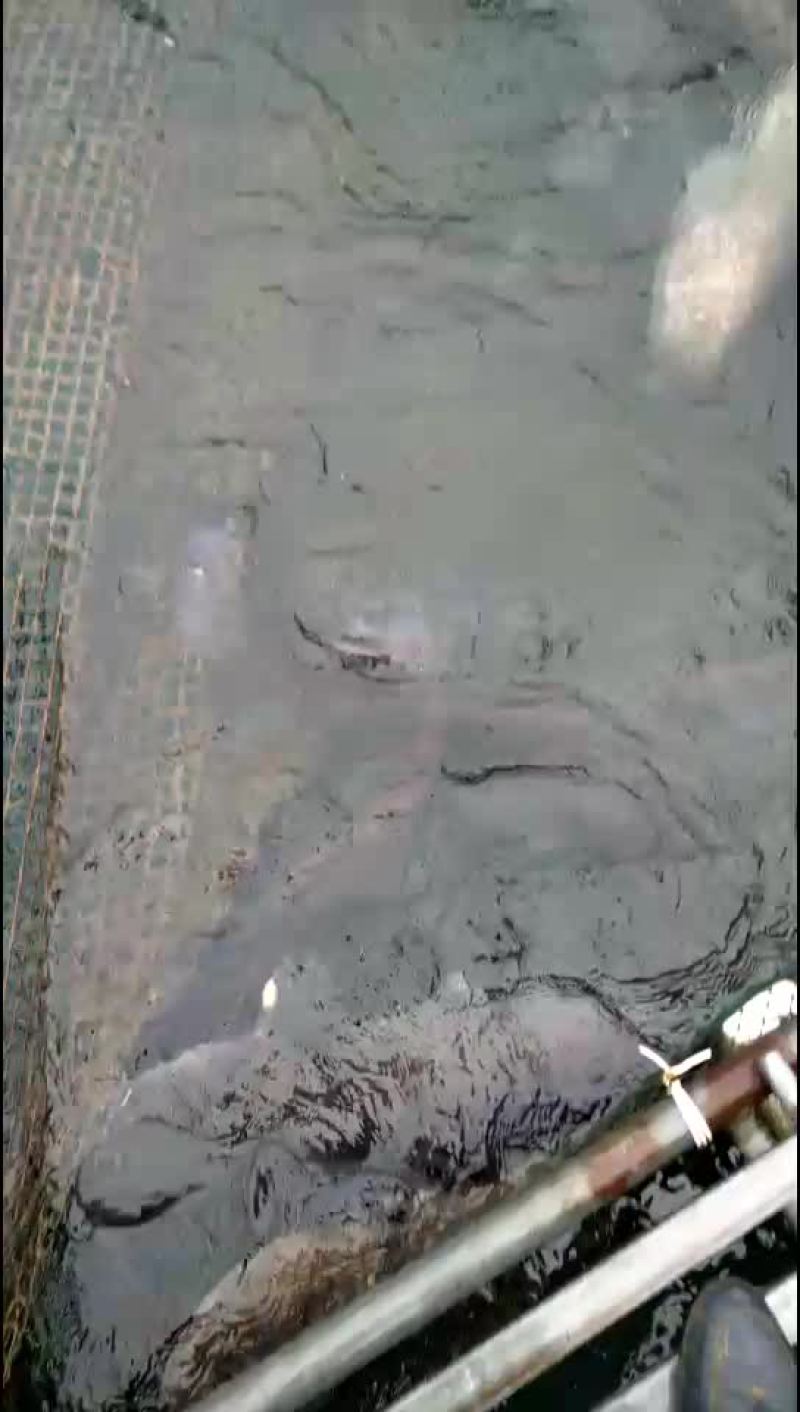 大口鲶，