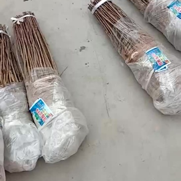 花椒苗，大红袍，狮子头花椒苗