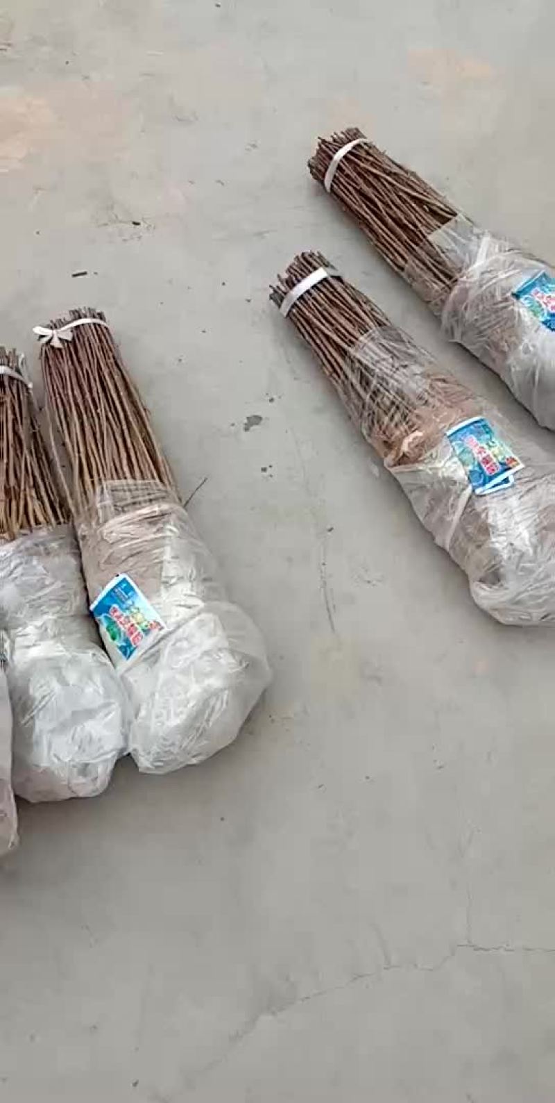 花椒苗，大红袍，狮子头花椒苗