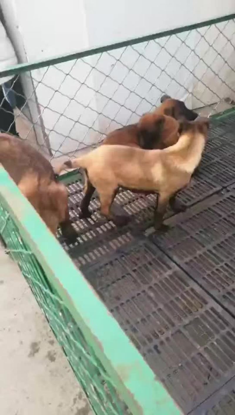 三个月红马