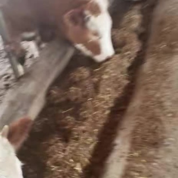 西门塔尔牛犊