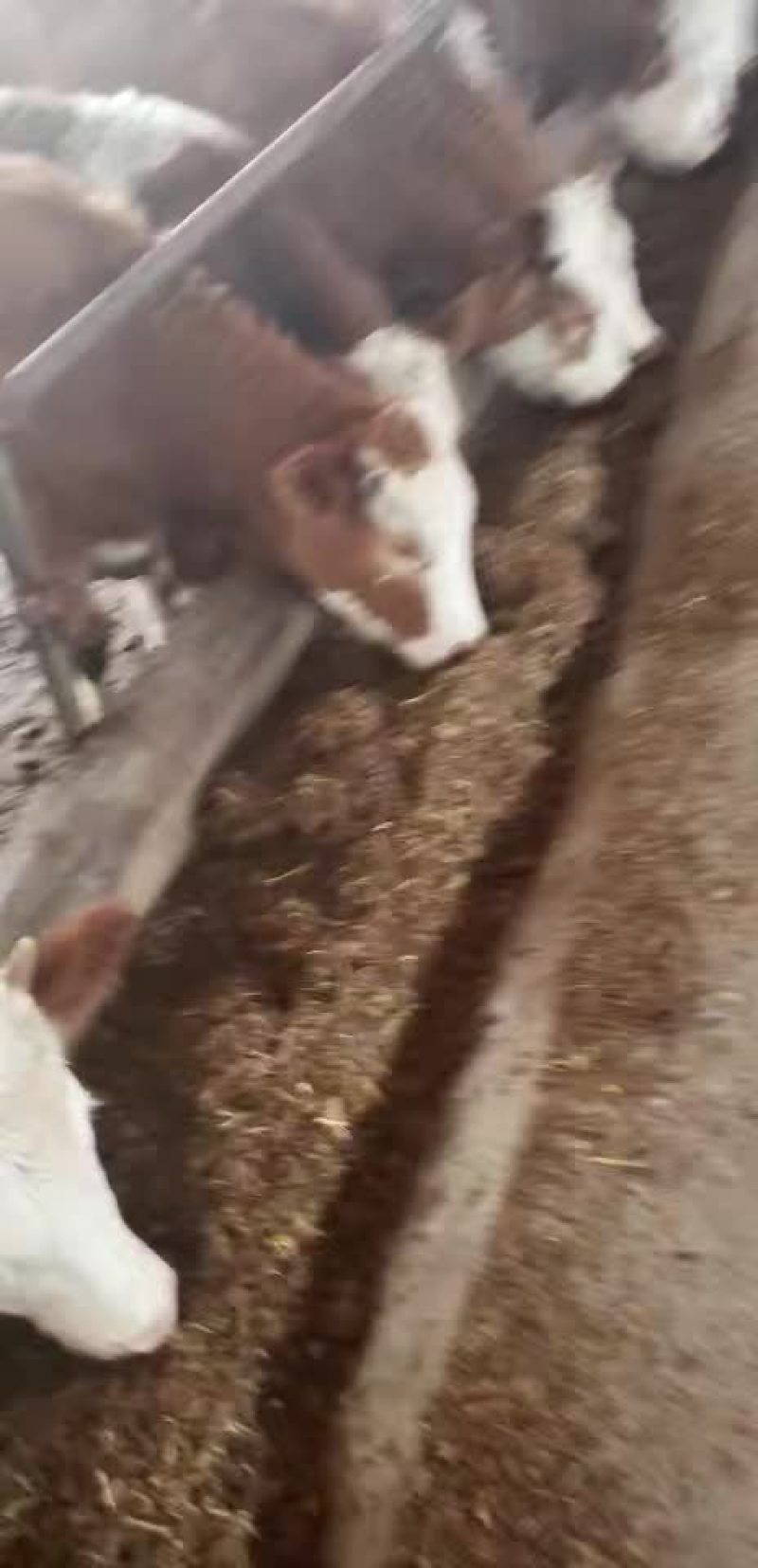 西门塔尔牛犊