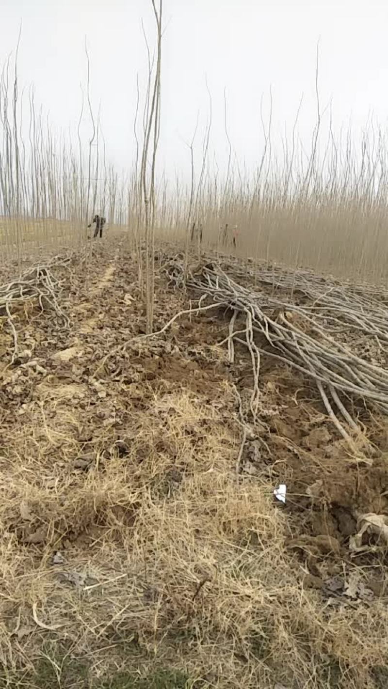 绿化苗木优质大量速生杨107