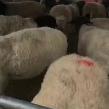 出售种羊，肉羊，单只可以发货