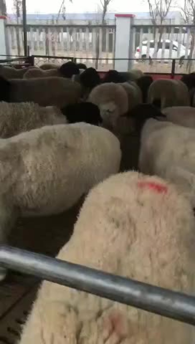 出售种羊，肉羊，单只可以发货