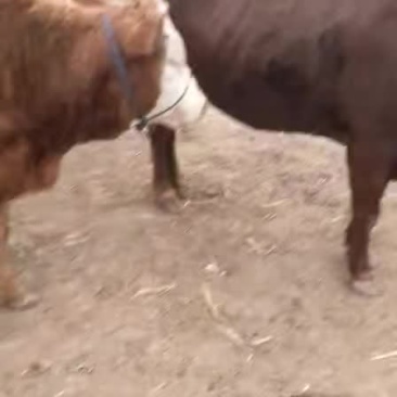 成年肉牛，肥母牛等，小牛
