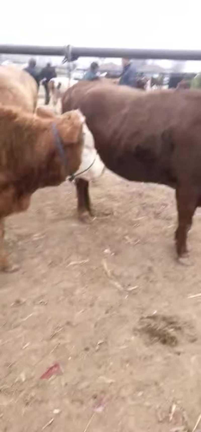 成年肉牛，肥母牛等，小牛