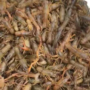 小龙虾苗