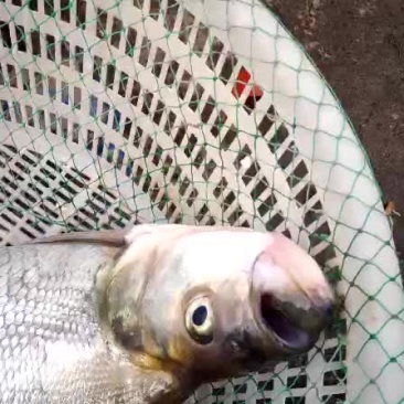 黄河翘嘴。大翘嘴