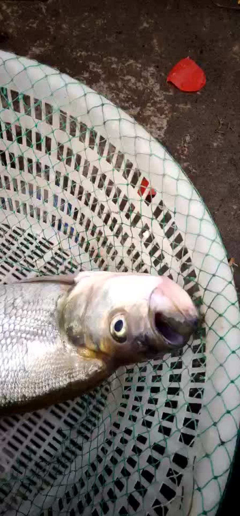 黄河翘嘴。大翘嘴
