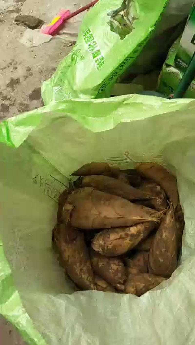 知鸟蛹