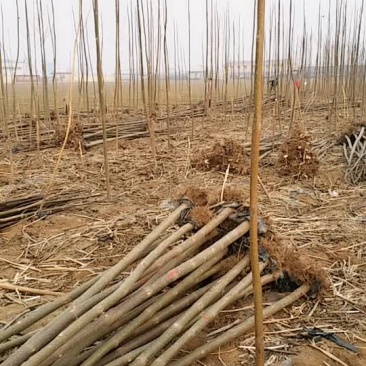 泡桐树苗大量供应