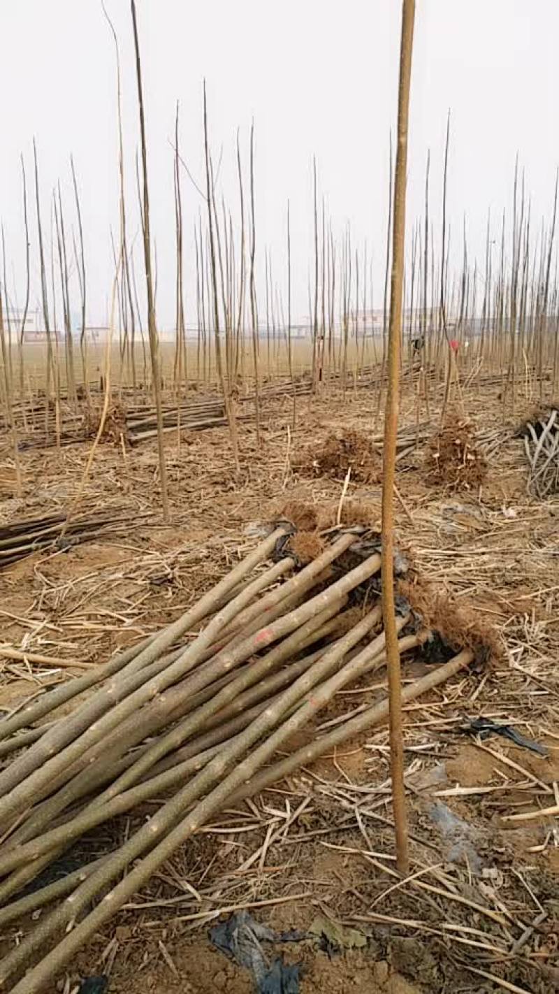 泡桐树苗大量供应