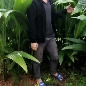 椰子苗，