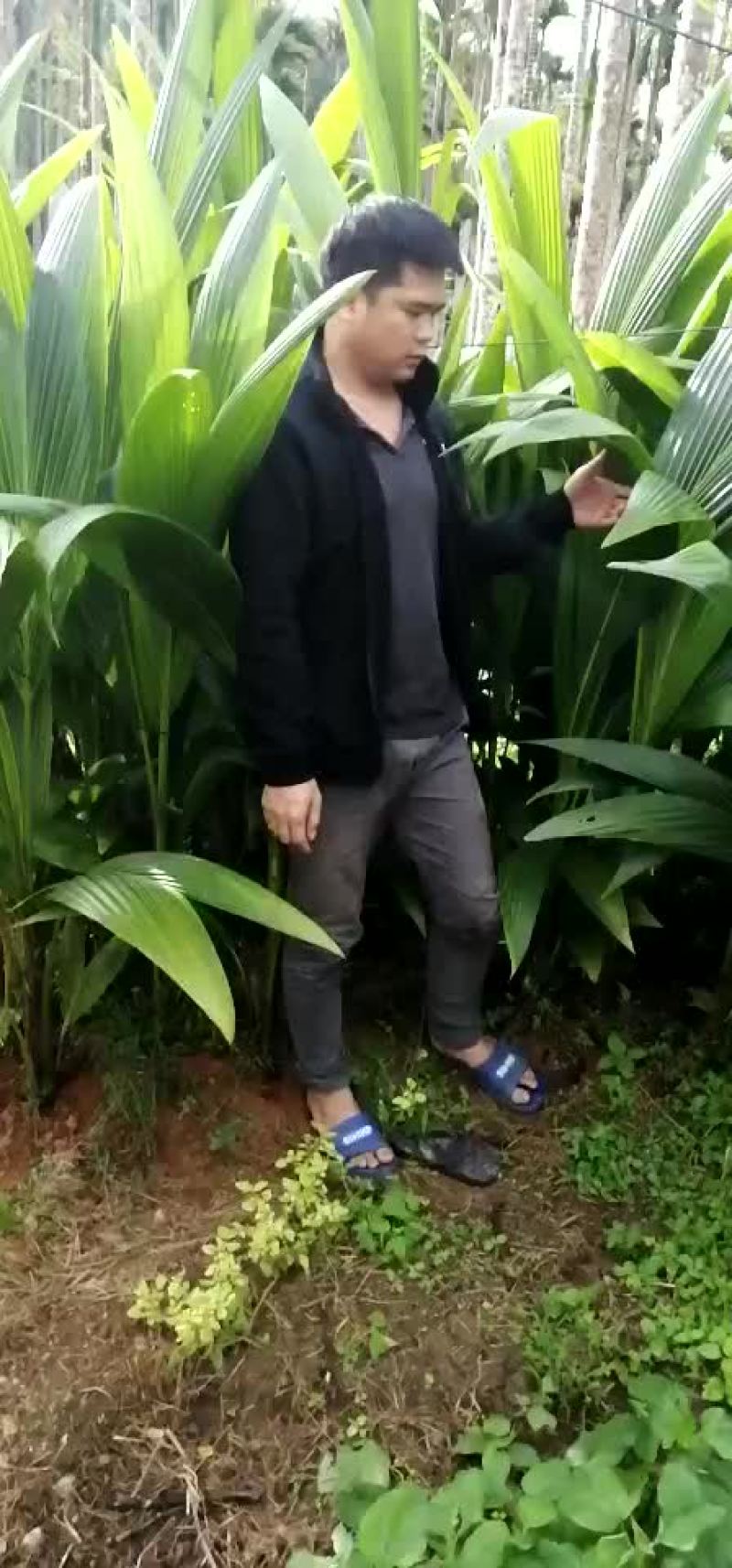椰子苗，