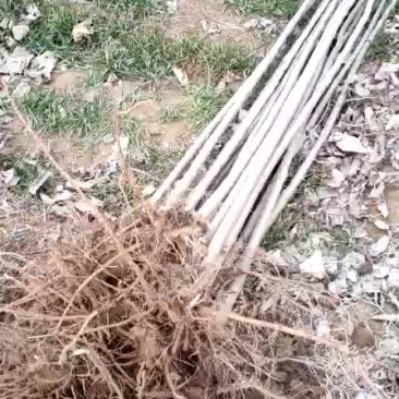 杨树苗107