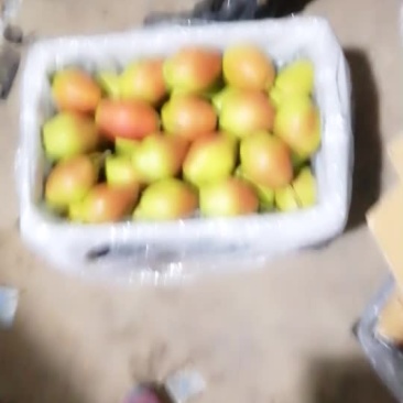 陕西红香酥，酥梨