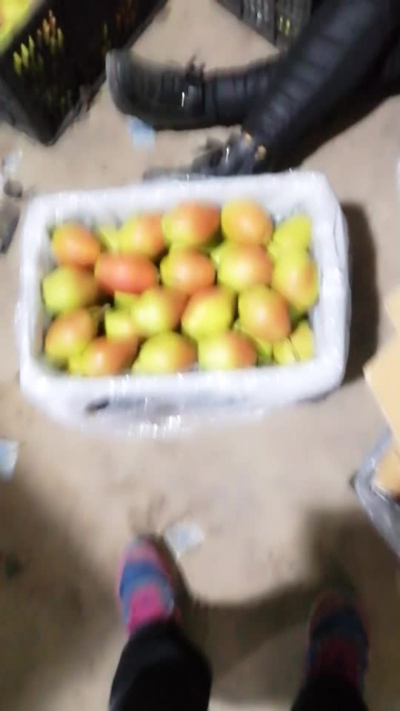 陕西红香酥，酥梨