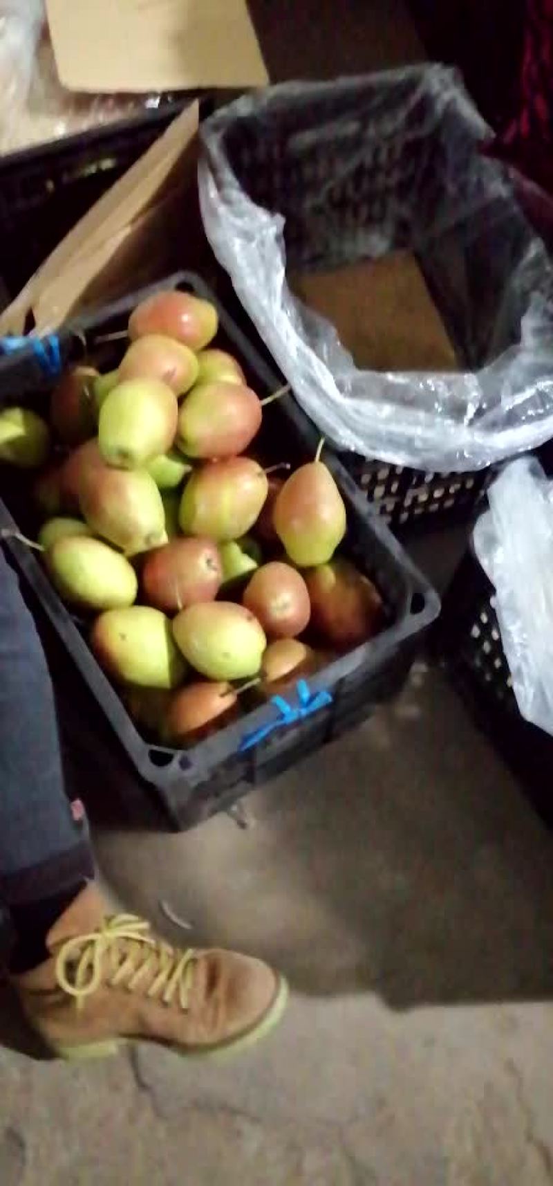 陕西红香酥，酥梨