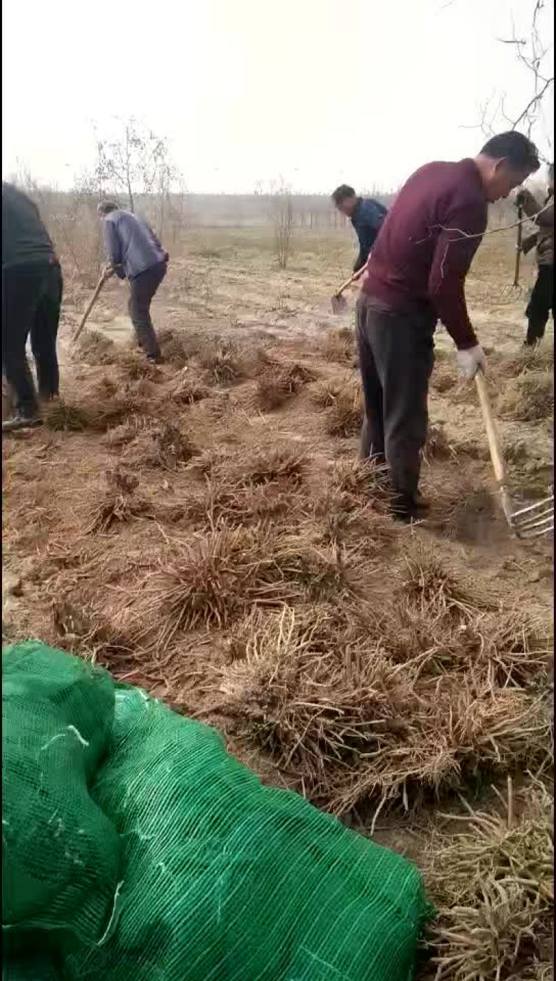 黄花菜苗
