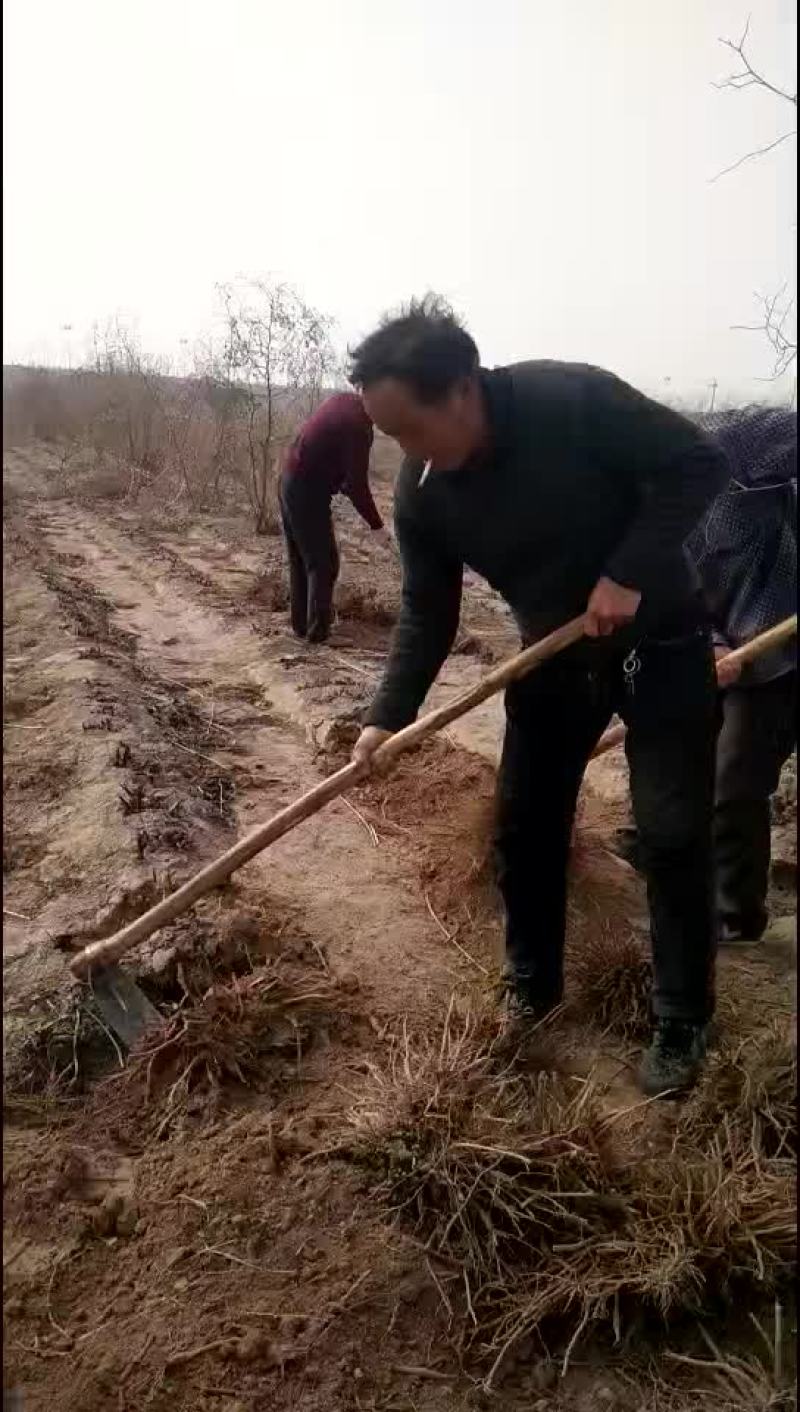 黄花菜苗