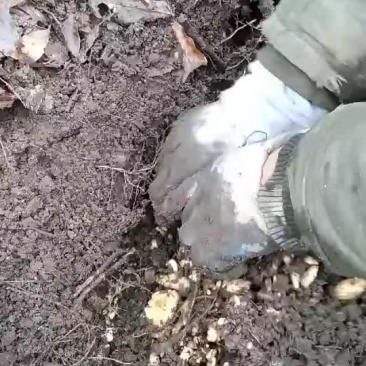 天麻0代籽