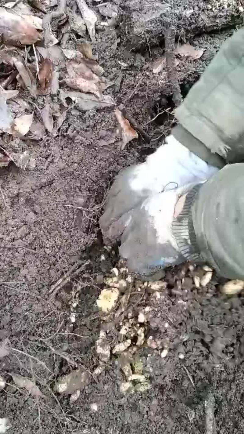 天麻0代籽