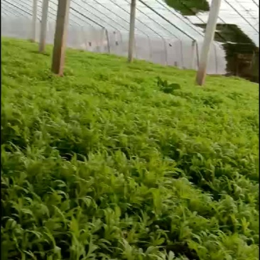 芦篙