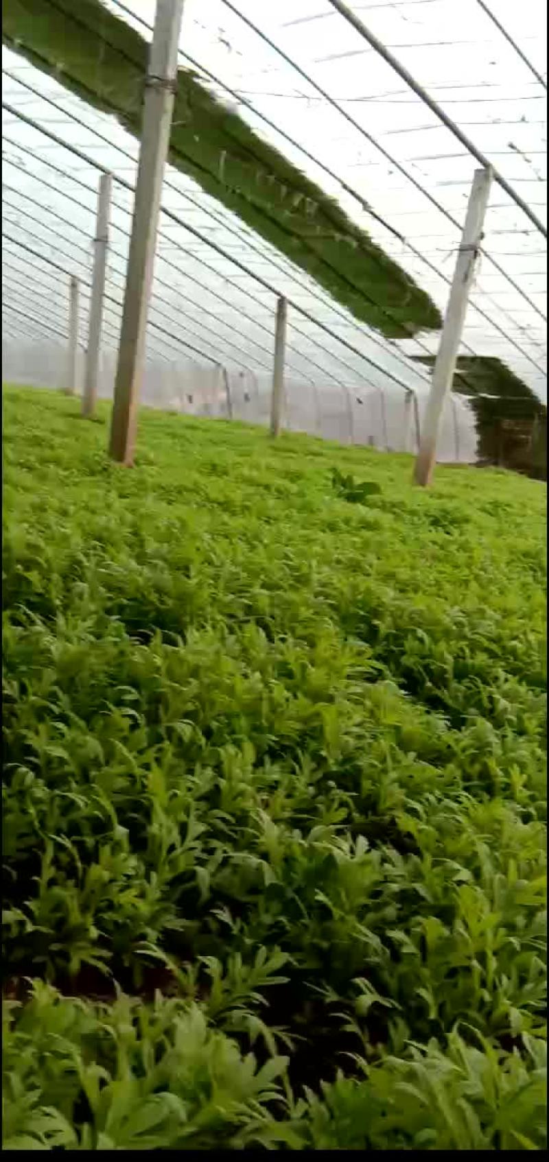 芦篙