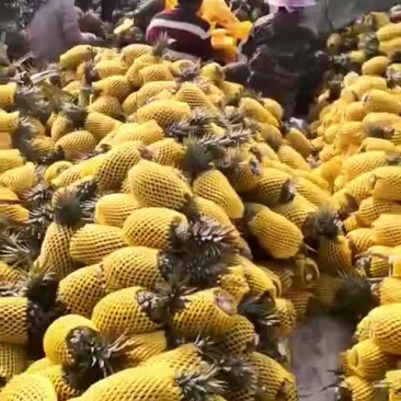 海南特价凤梨