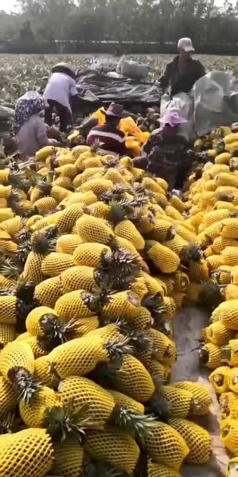 海南特价凤梨