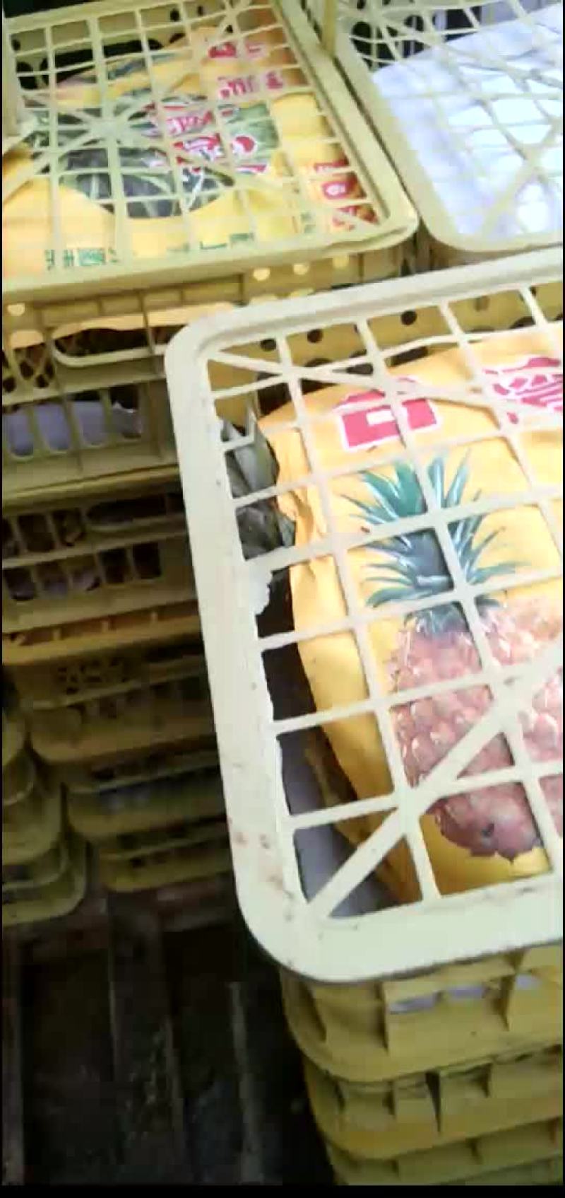 海南特价凤梨