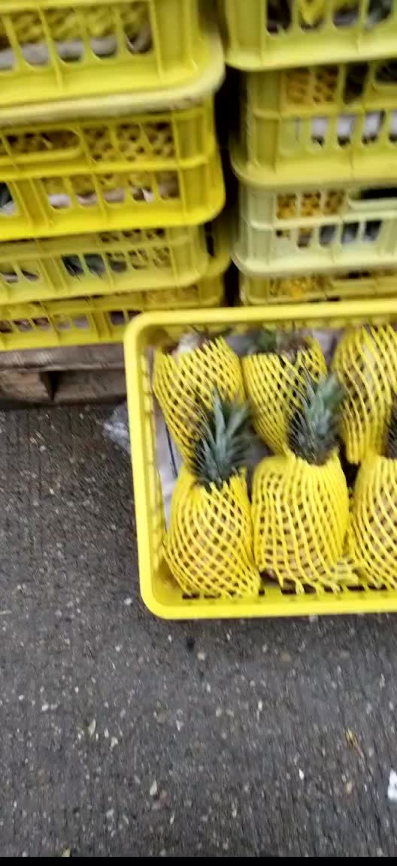海南特价凤梨