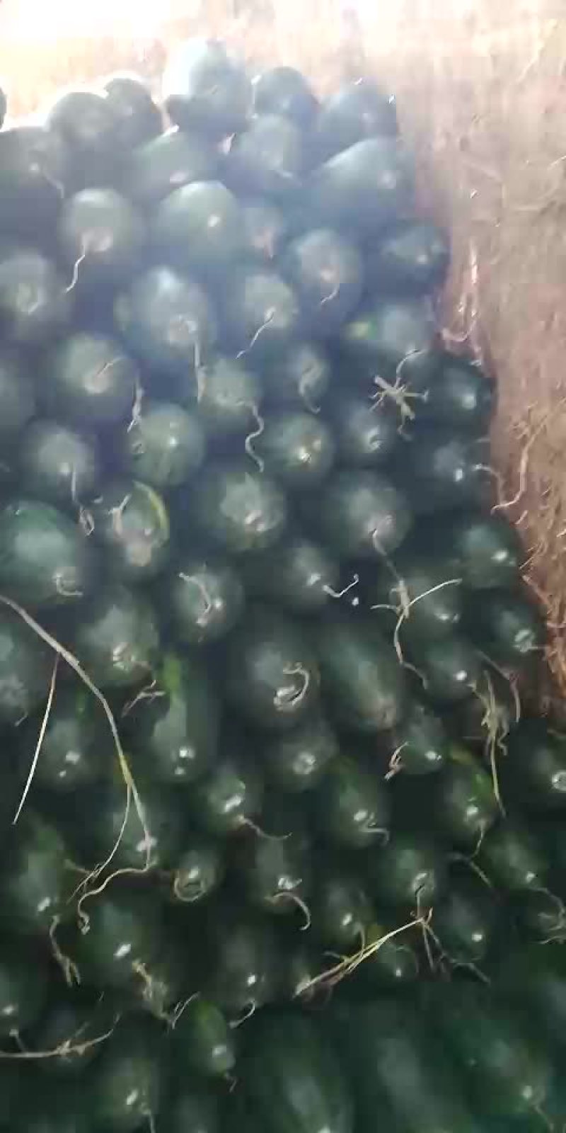 黑美人西瓜
