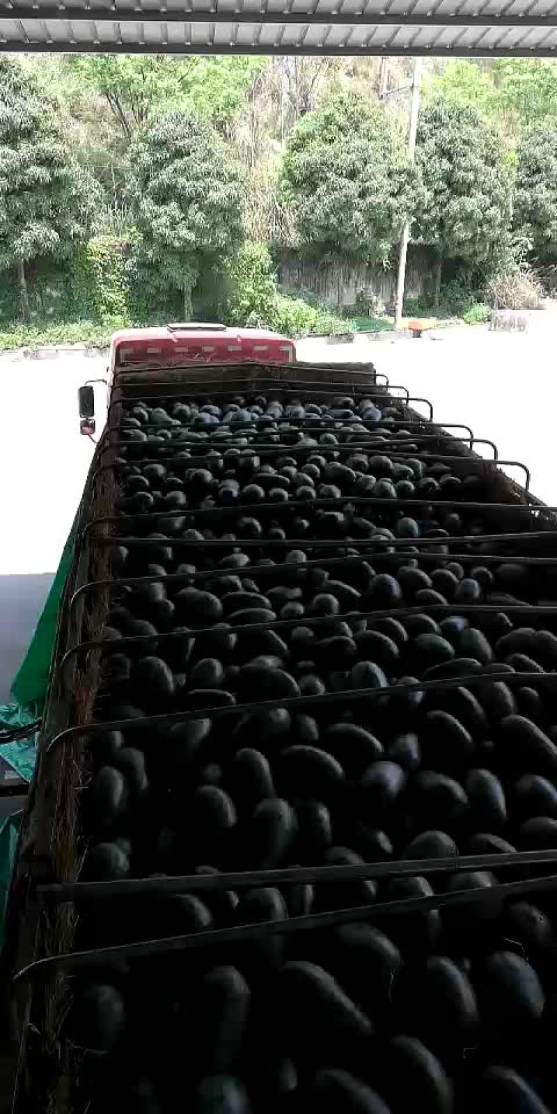 黑美人西瓜