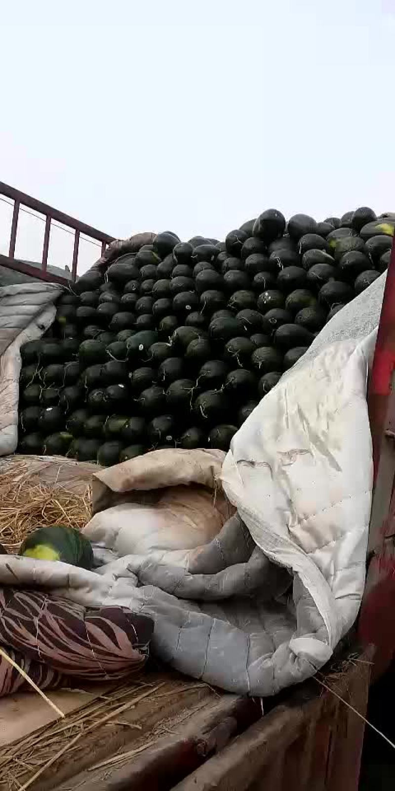 黑美人西瓜