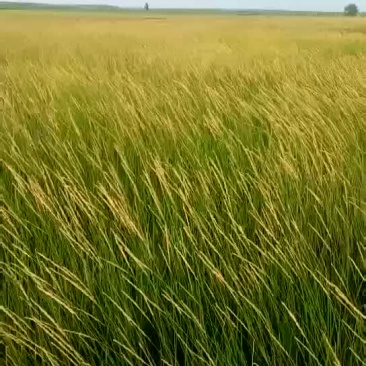 有草场一万两千多亩地，可以分割包