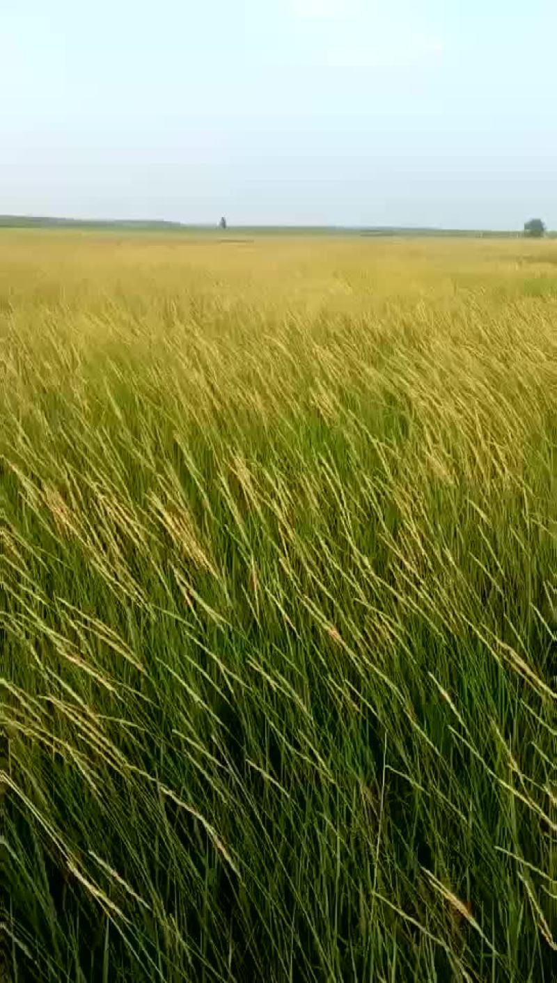 有草场一万两千多亩地，可以分割包
