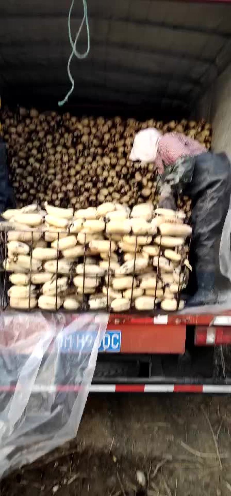 精品莲藕，要货的联系
