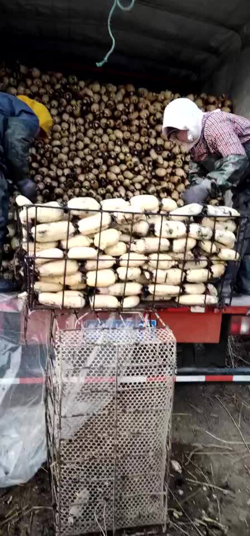 精品莲藕，要货的联系