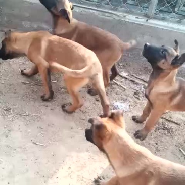 精品马犬
