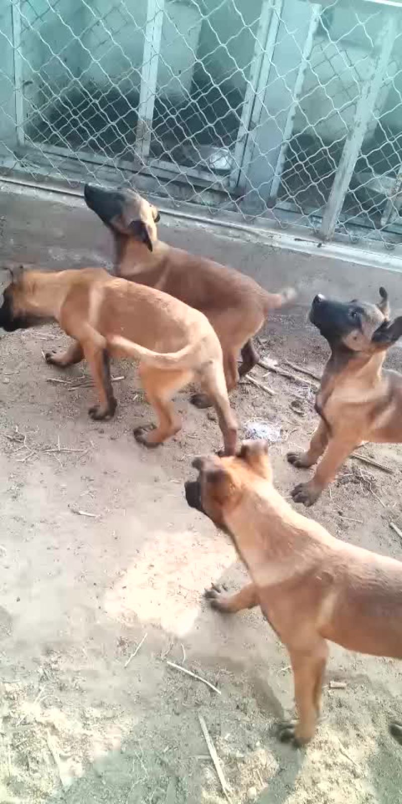 精品马犬