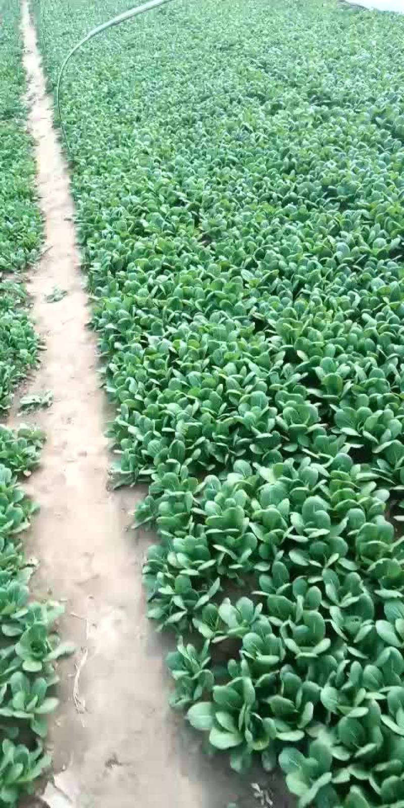 上海青，油麦菜，奶油白菜